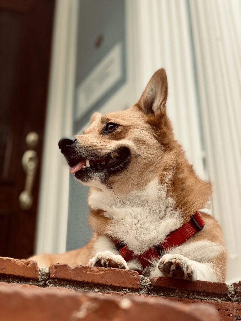 Little Corgi dog